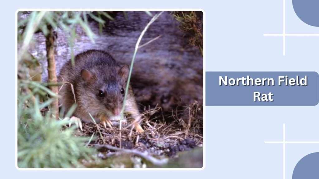 Northern Field Rat