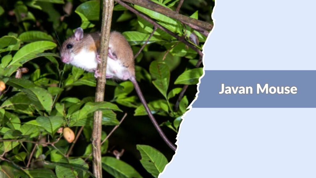 Javan Mouse