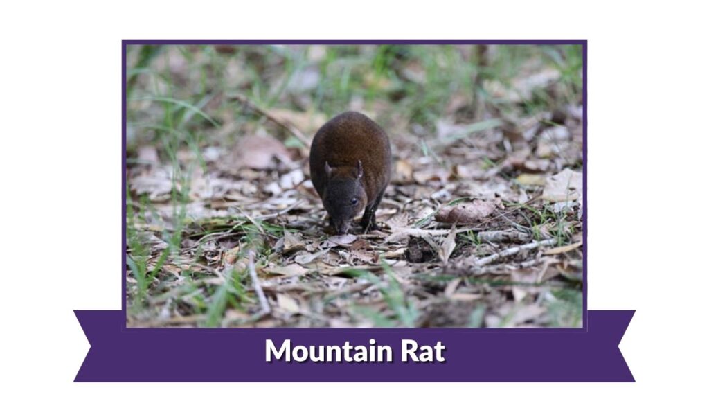  Mountain Rat