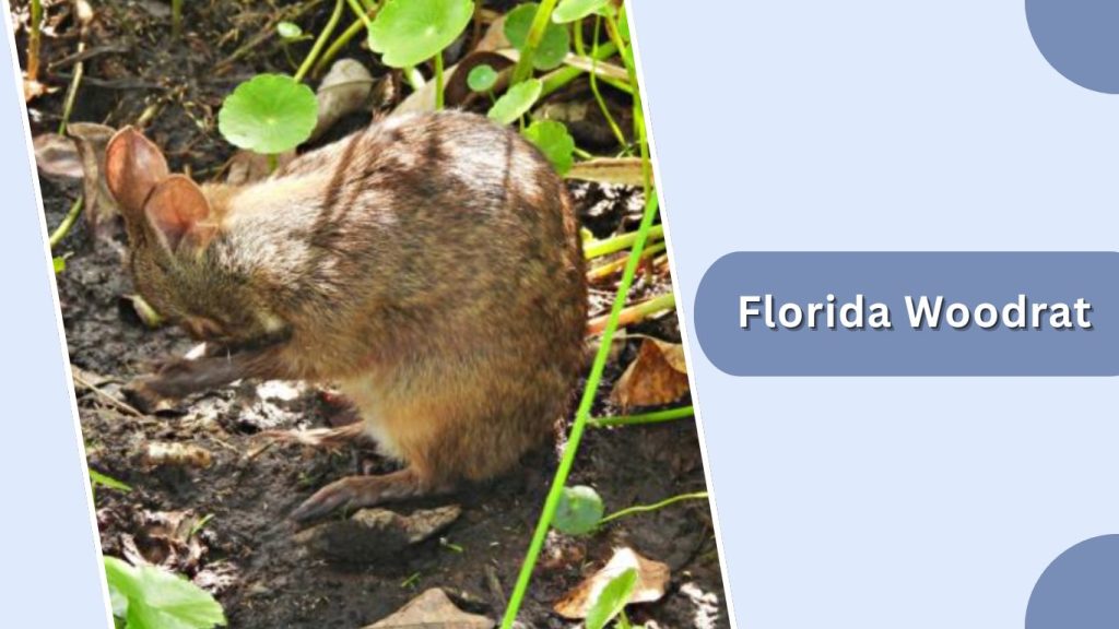 Florida Woodrat