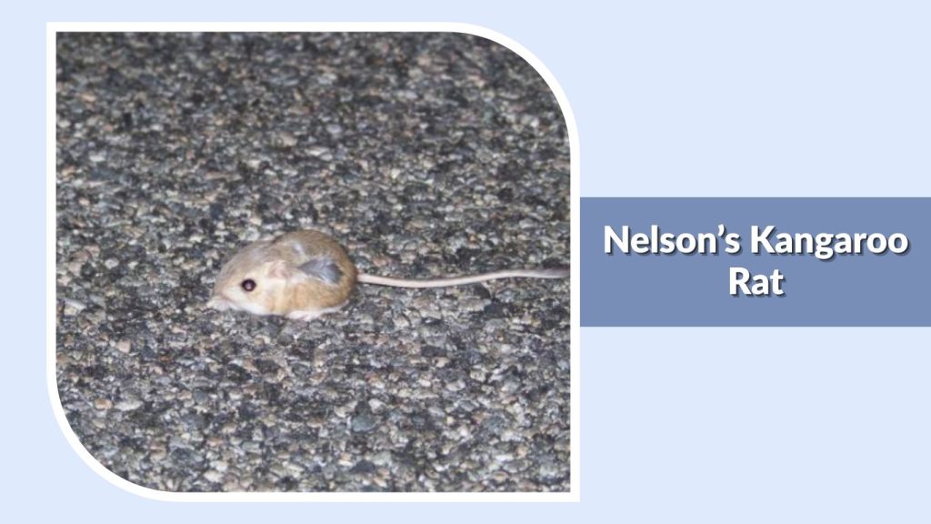  Nelson’s Kangaroo Rat