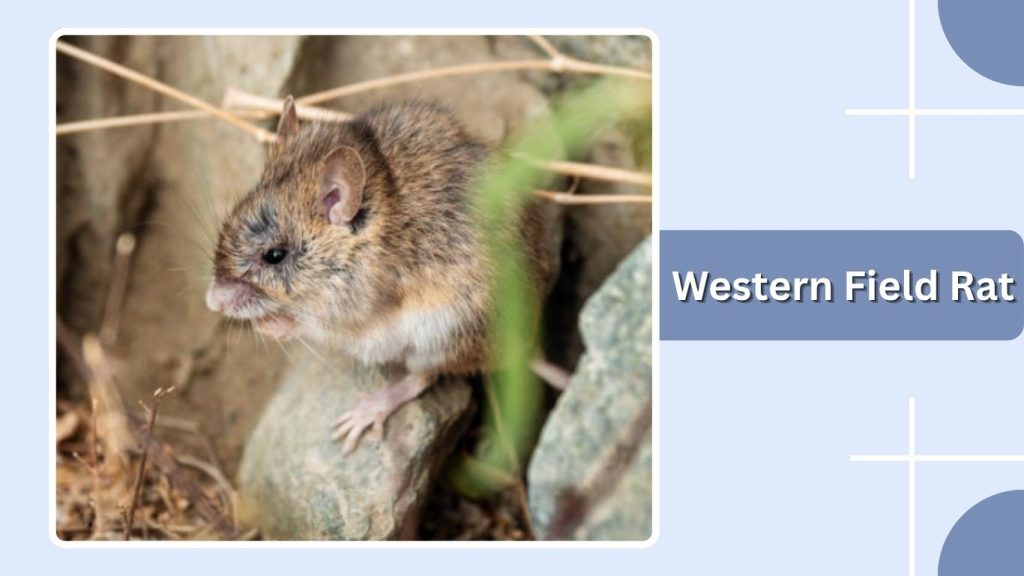 Western Field Rat