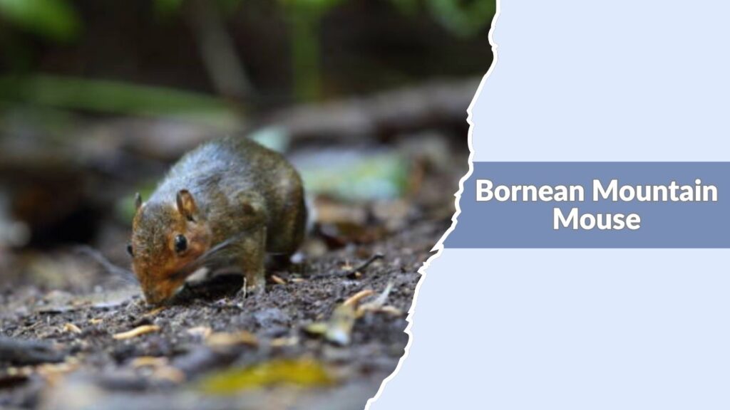 Bornean Mountain Mouse