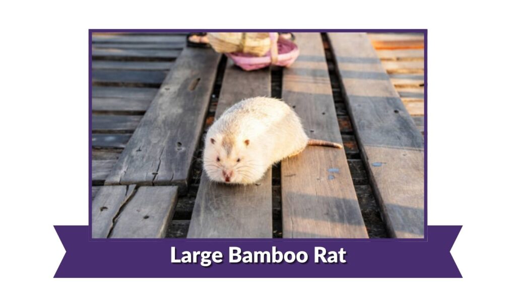 Large Bamboo Rat