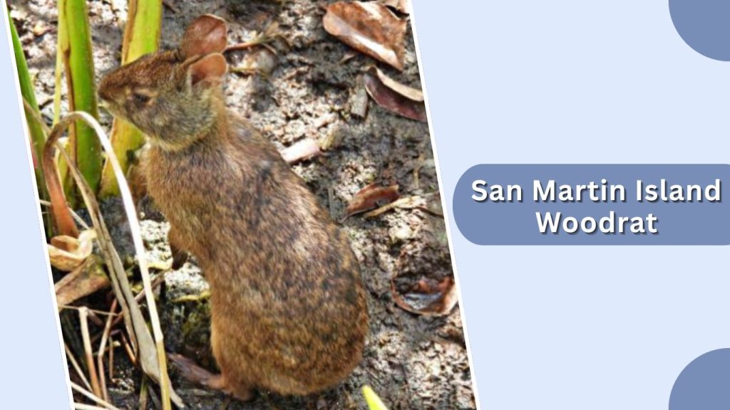 San Martin Island Woodrat
