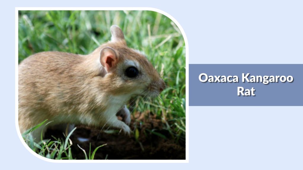 Oaxaca Kangaroo Rat