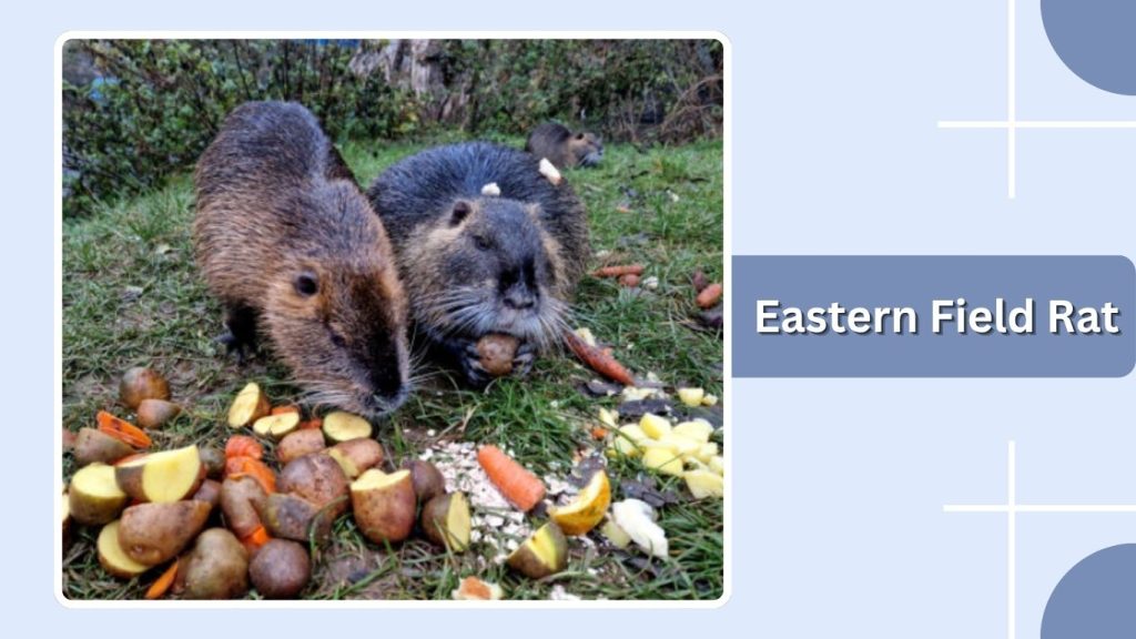 Eastern Field Rat