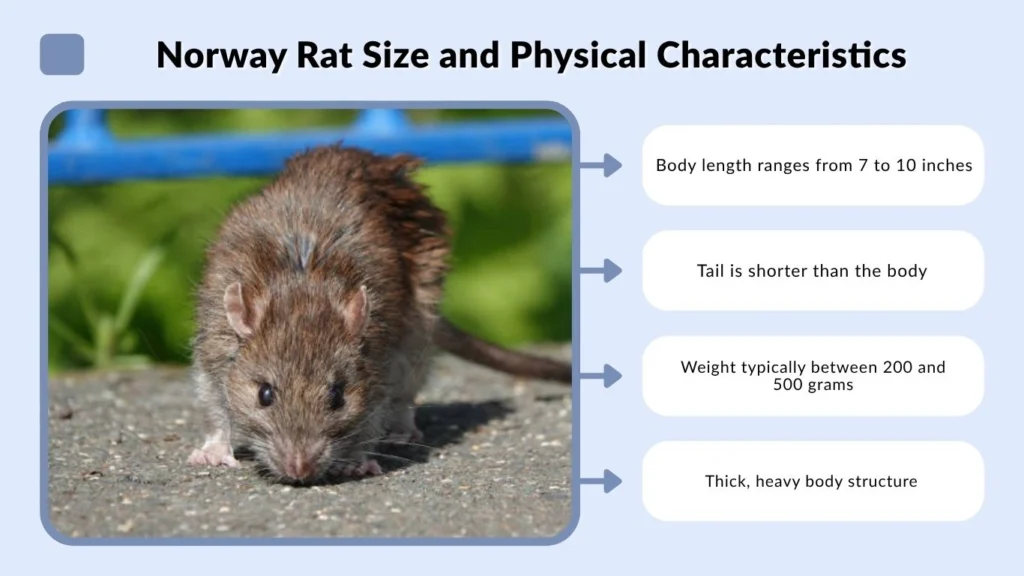 Types of Black and White Rats