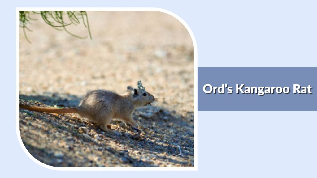 Ord’s Kangaroo Rat
