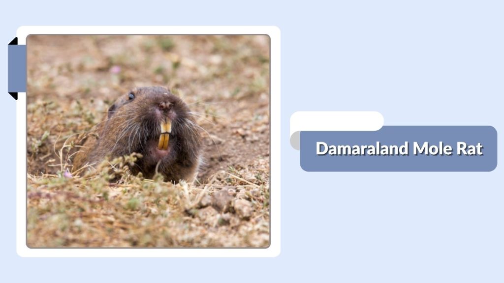 Damaraland Mole Rat