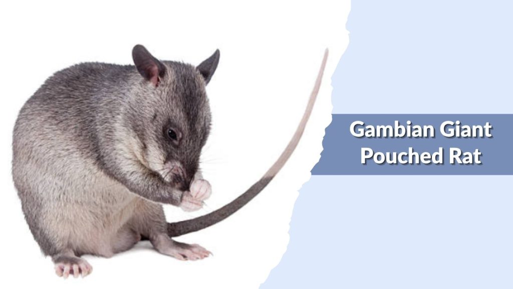  Gambian Giant Pouched Rat