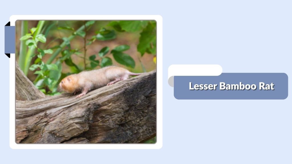 Lesser Bamboo Rat