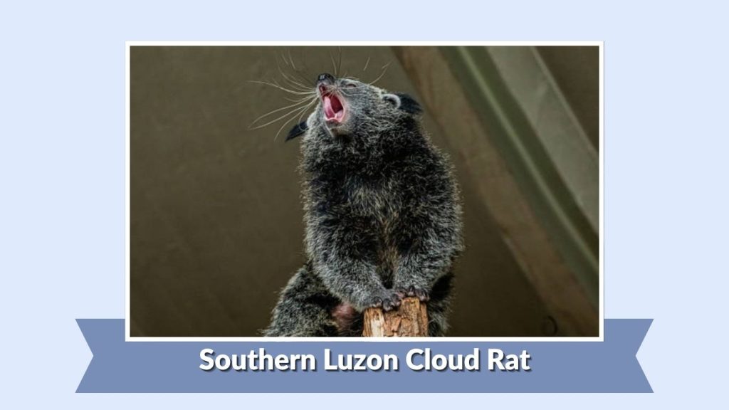 Southern Luzon Cloud Rat