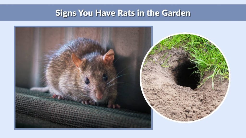 Signs You Have Rats in the Garden