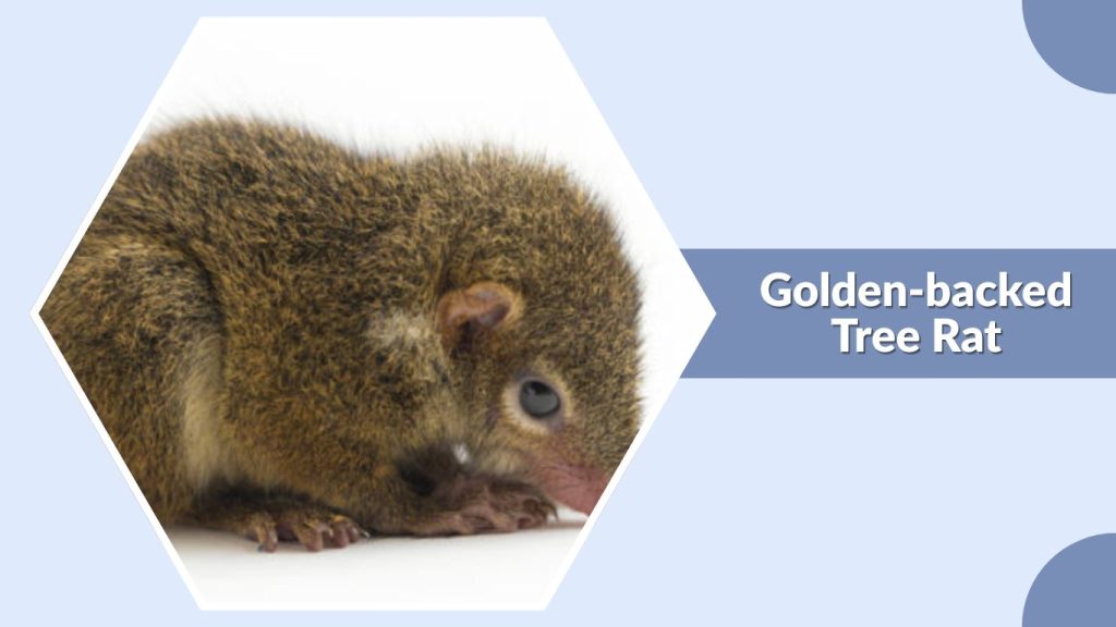 Golden-backed Tree Rat