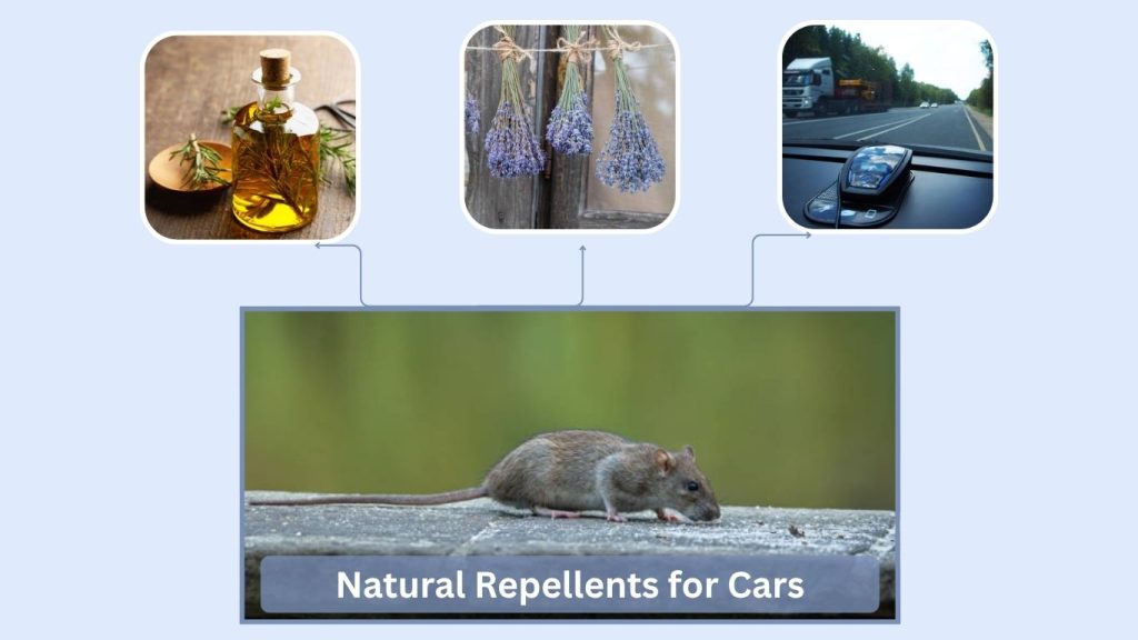 Natural Repellents for Cars
