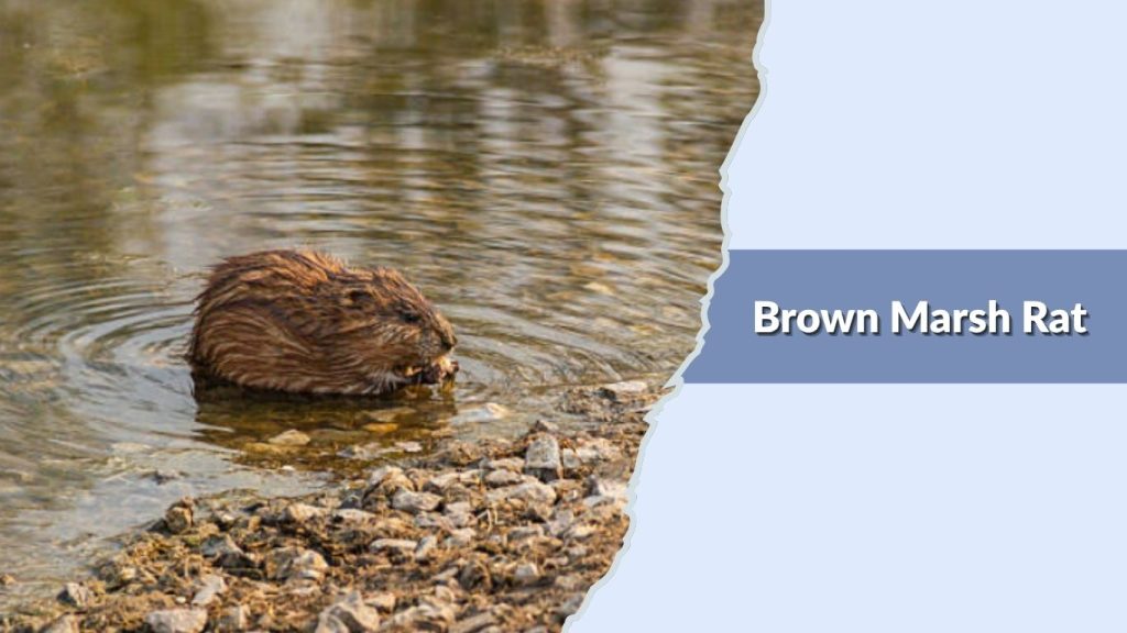 Brown Marsh Rat