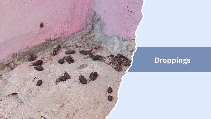 Droppings