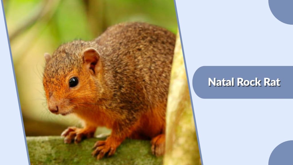 Natal Rock Rat