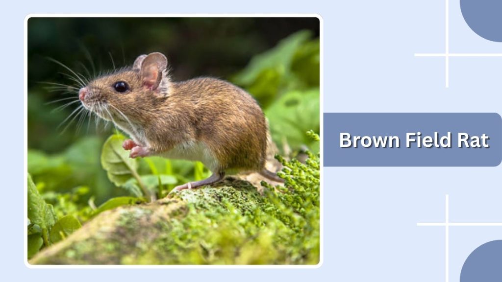 Brown Field Rat