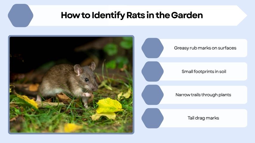 How to Identify Rats in the Garden