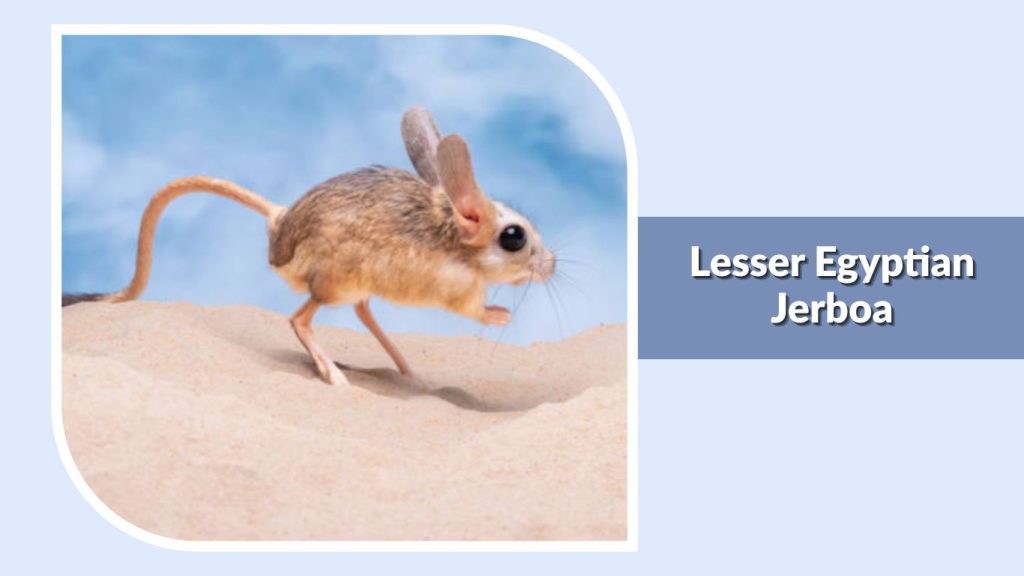 Lesser Egyptian Jerboa