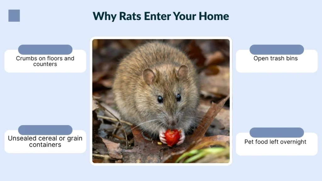 Why Rats Enter Your Home