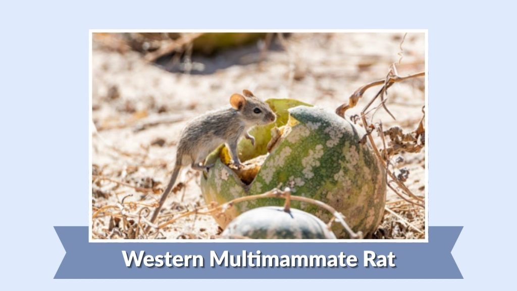 Western Multimammate Rat
