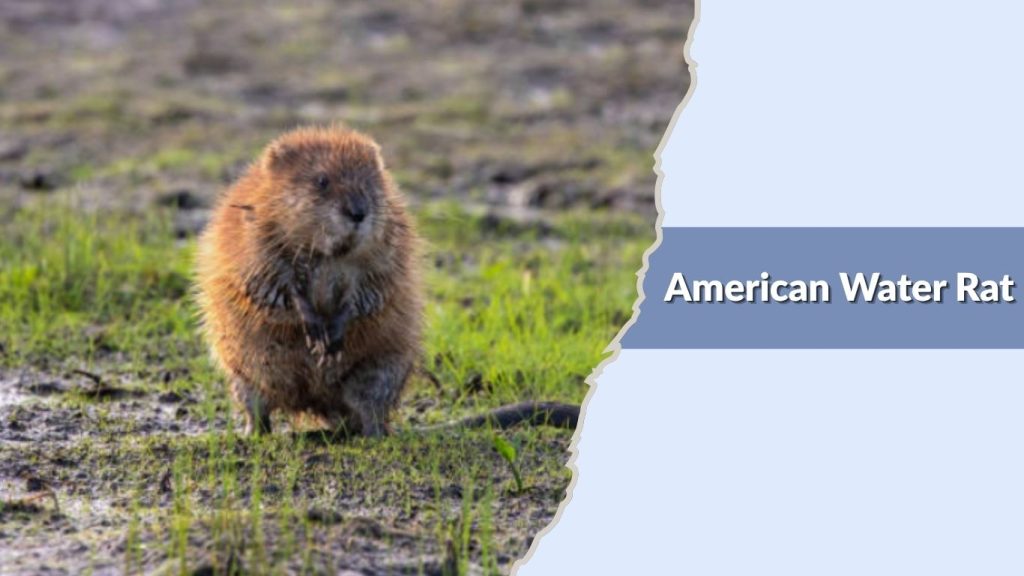 American Water Rat
