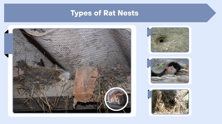 Types of Rat Nests