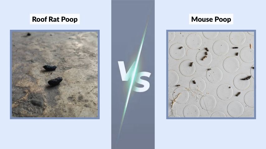 Roof Rat Poop vs Mouse Poop