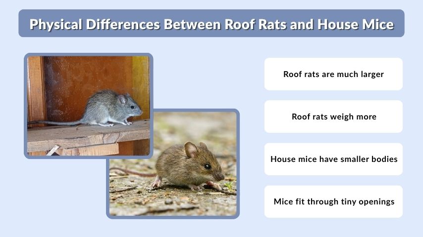 Physical Differences Between Roof Rats and House Mice
