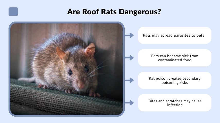 Are Roof Rats Dangerous?
