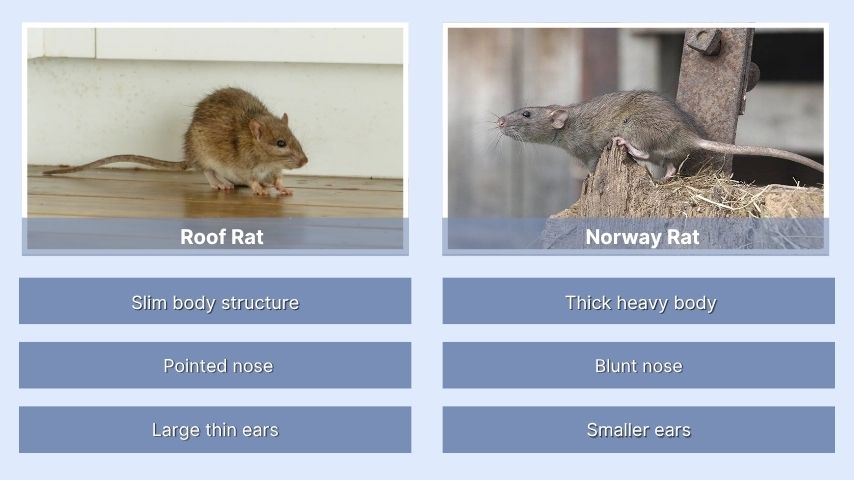 Roof Rat vs Norway Rat Identification