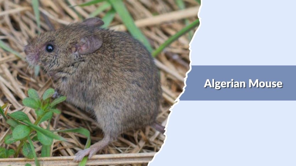 Algerian Mouse