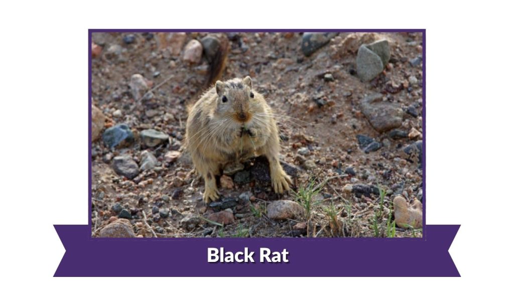Black Rat