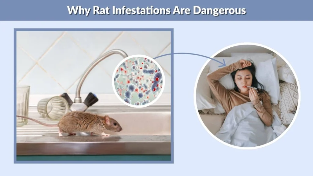 Why Rat Infestations Are Dangerous