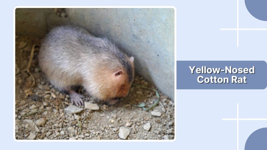  Yellow-Nosed Cotton Rat