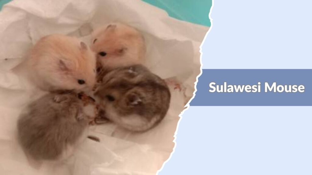 Sulawesi Mouse