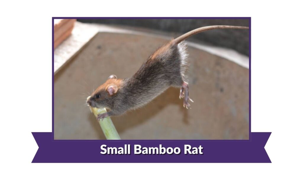 Small Bamboo Rat