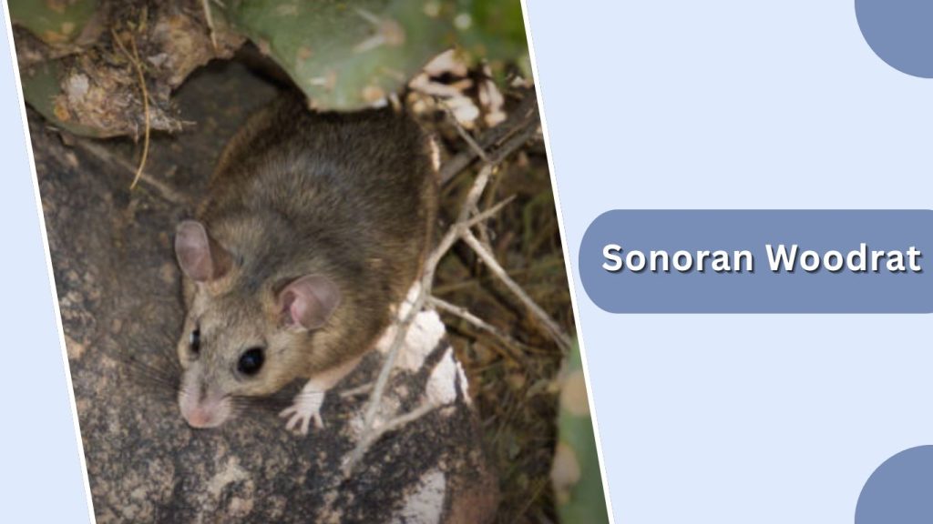 Sonoran Woodrat