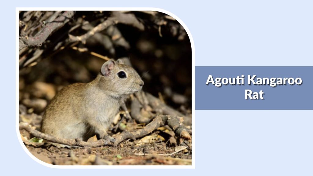 Agouti Kangaroo Rat