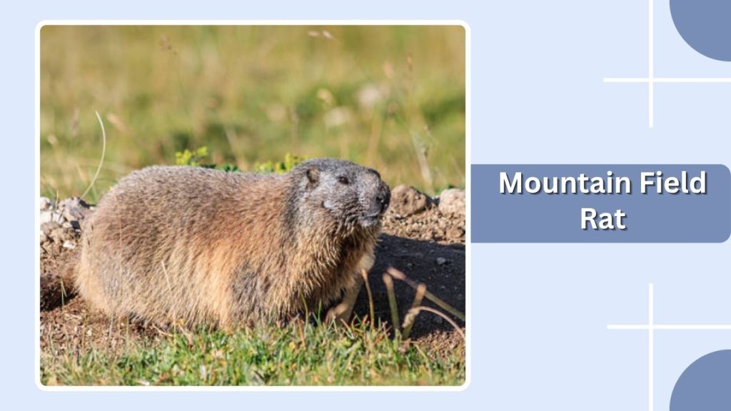 Mountain Field Rat