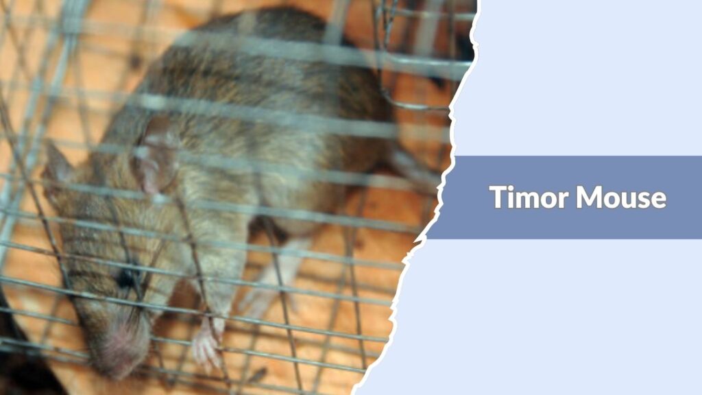 Timor Mouse