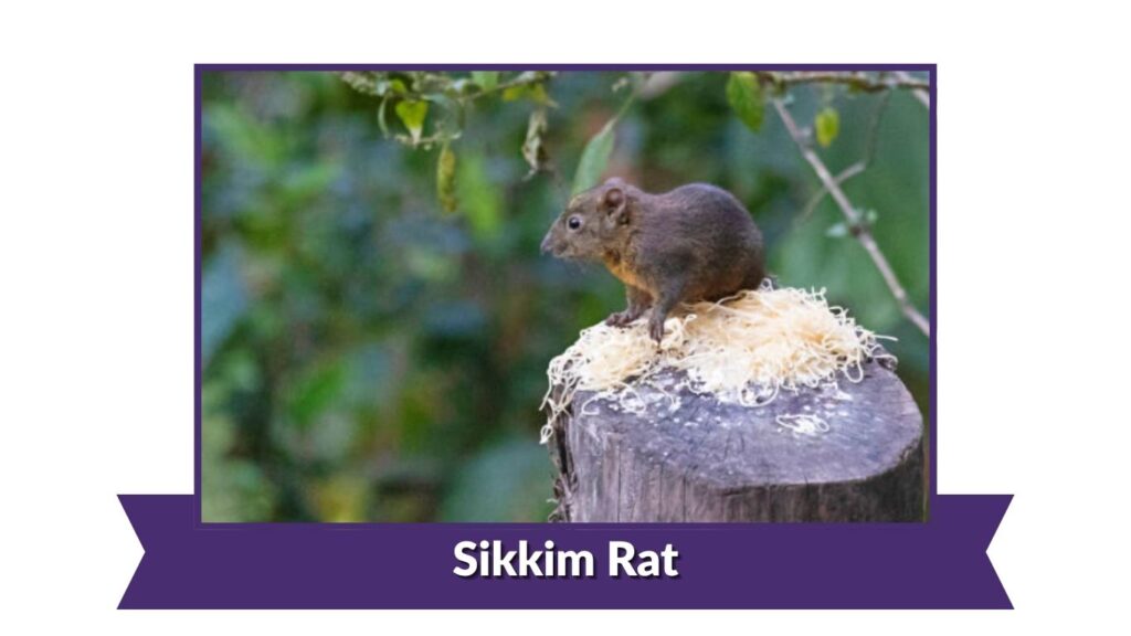 Sikkim Rat