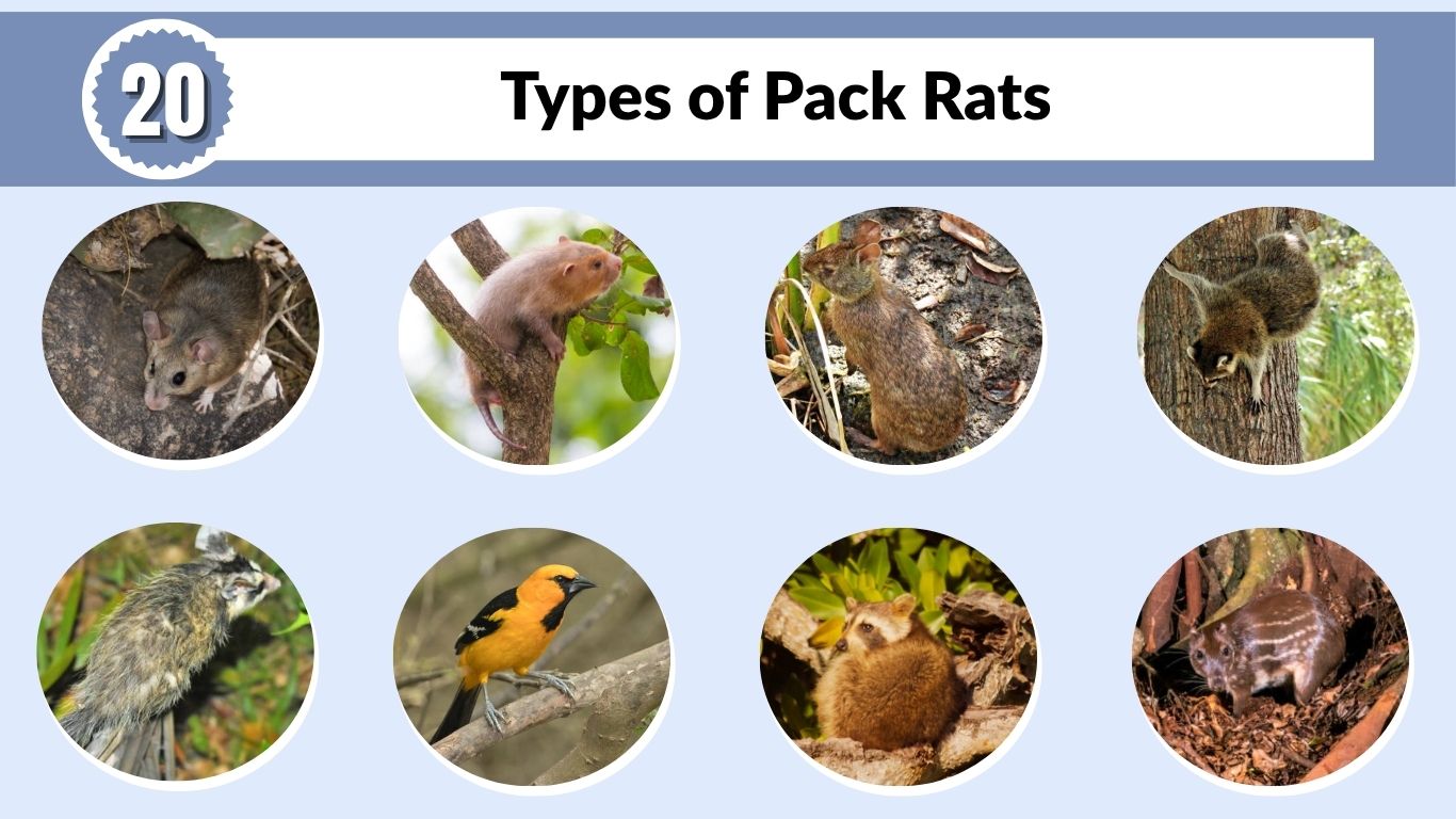 20 Types of Pack Rats (Woodrats): Identification with Pictures