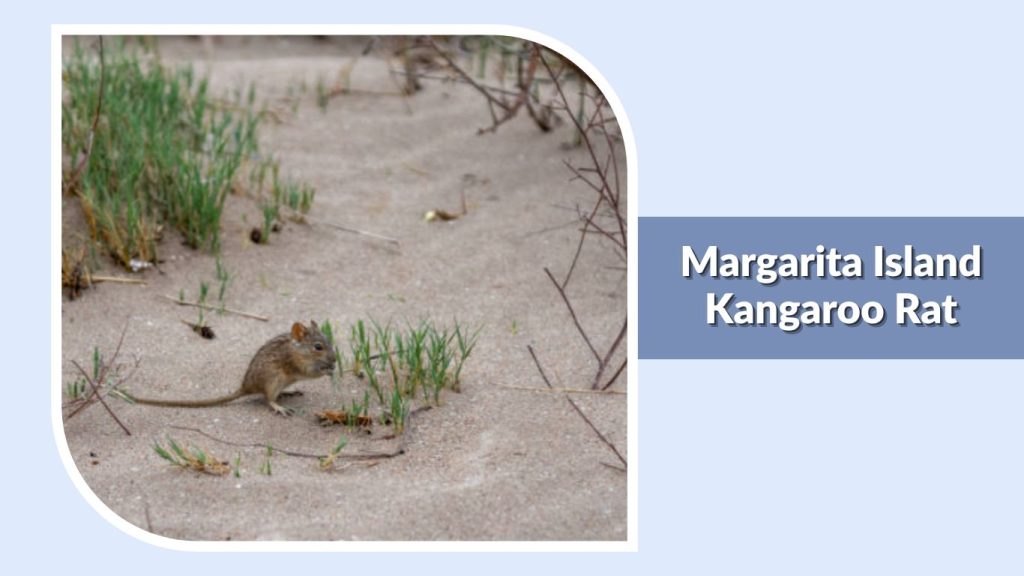 Margarita Island Kangaroo Rat