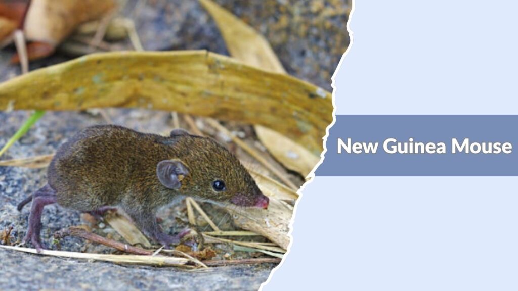 New Guinea Mouse