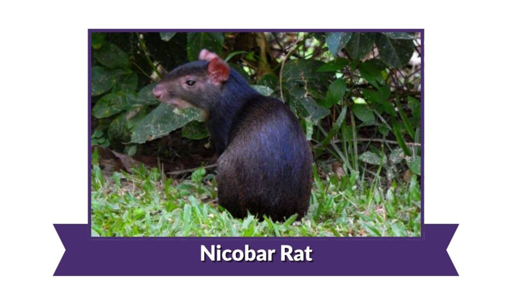 Nicobar Rat
