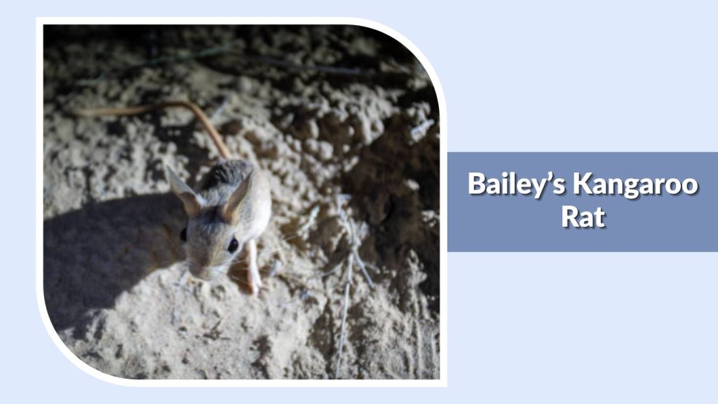  Bailey’s Kangaroo Rat